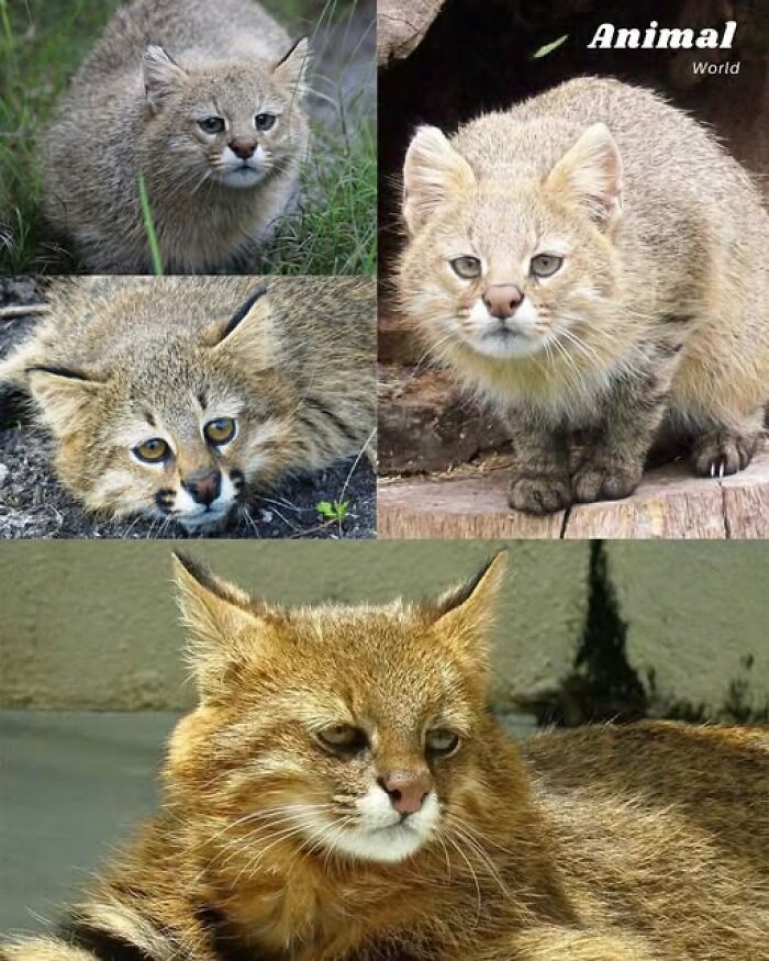 These 79 Unique And Cute Creatures Prove Nature Is Full Of Beautiful Surprises