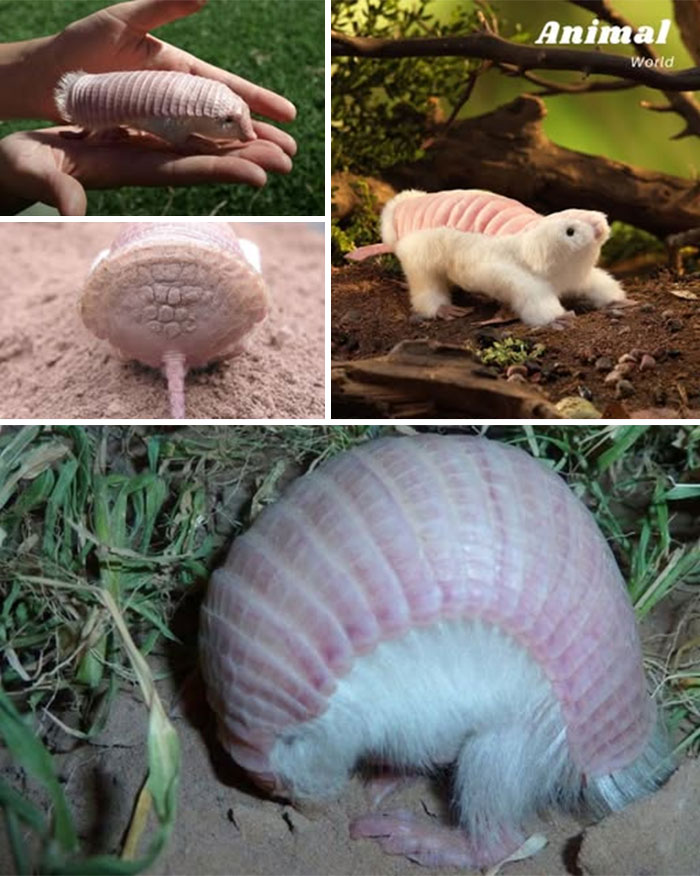 These 79 Unique And Cute Creatures Prove Nature Is Full Of Beautiful Surprises