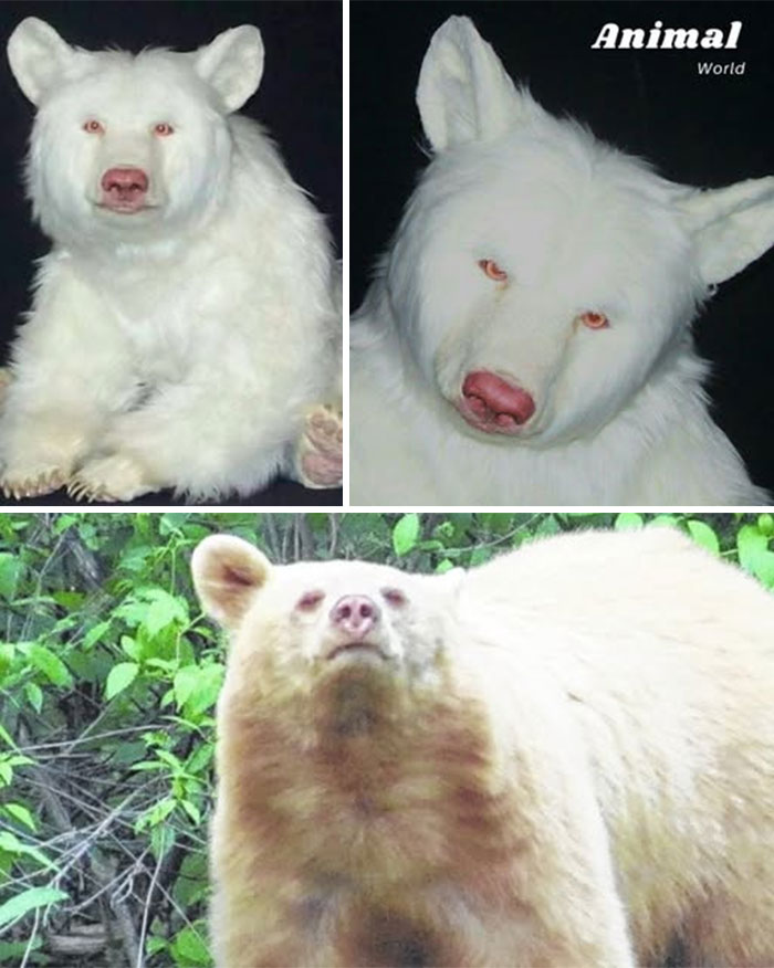 These 79 Unique And Cute Creatures Prove Nature Is Full Of Beautiful Surprises