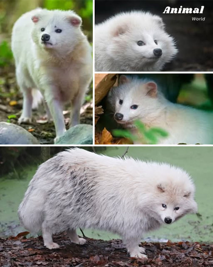 These 79 Unique And Cute Creatures Prove Nature Is Full Of Beautiful Surprises