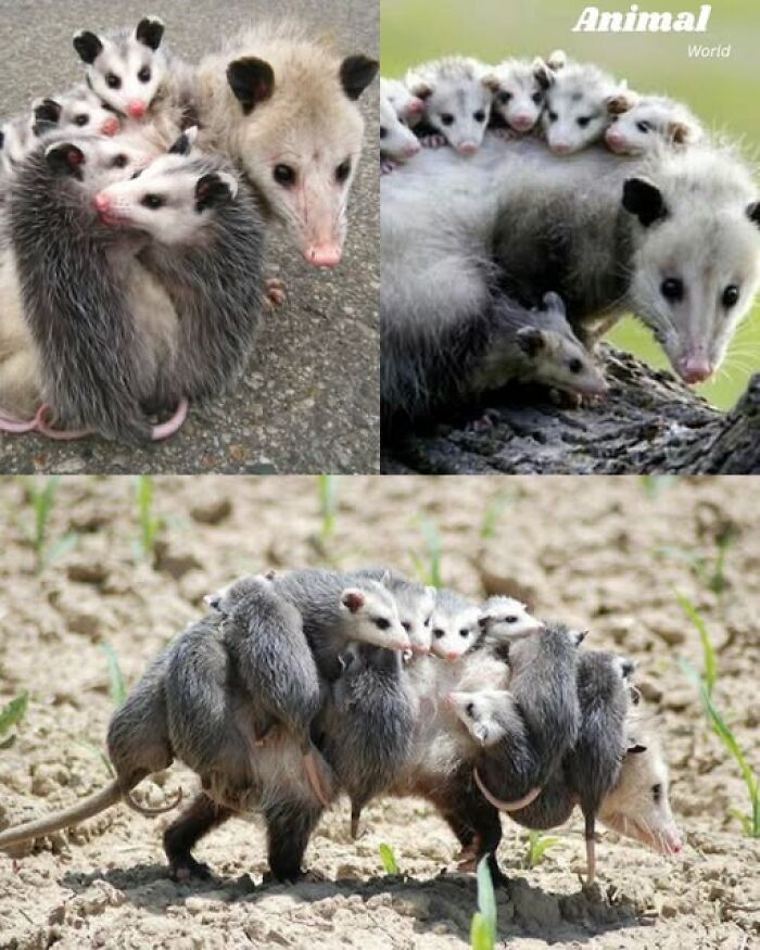 These 79 Unique And Cute Creatures Prove Nature Is Full Of Beautiful Surprises