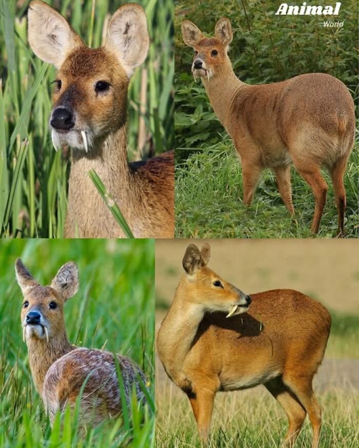 These 79 Unique And Cute Creatures Prove Nature Is Full Of Beautiful Surprises
