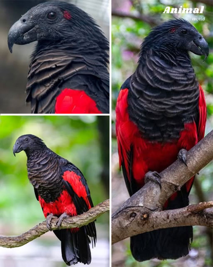 These 79 Unique And Cute Creatures Prove Nature Is Full Of Beautiful Surprises
