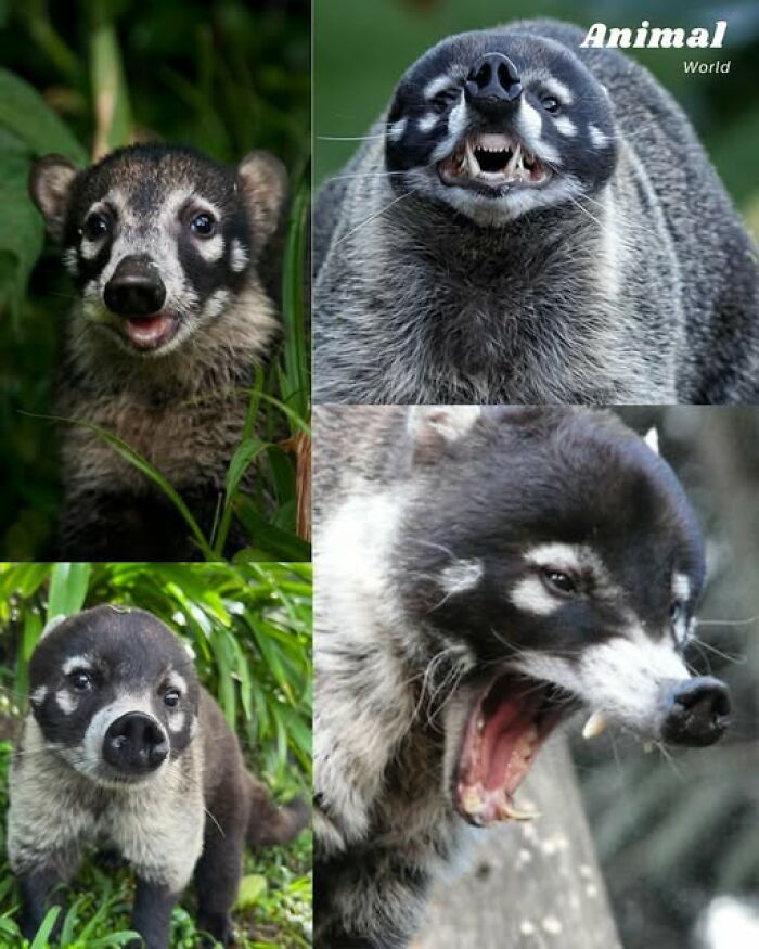 These 79 Unique And Cute Creatures Prove Nature Is Full Of Beautiful Surprises