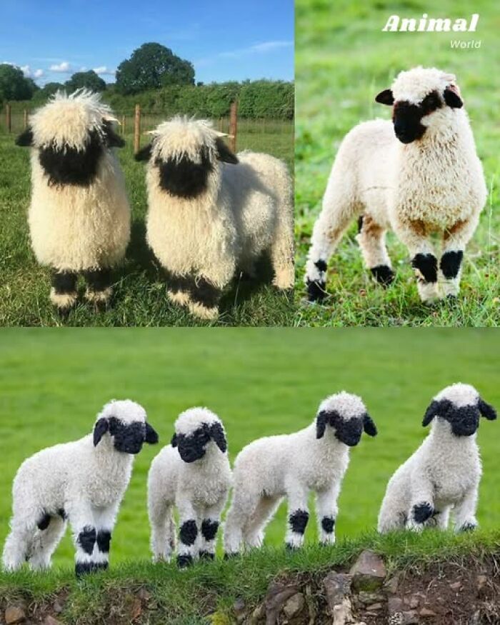 These 79 Unique And Cute Creatures Prove Nature Is Full Of Beautiful Surprises