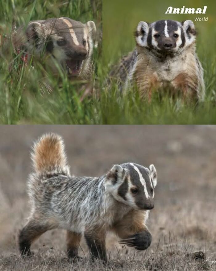These 79 Unique And Cute Creatures Prove Nature Is Full Of Beautiful Surprises