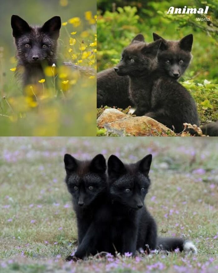 These 79 Unique And Cute Creatures Prove Nature Is Full Of Beautiful Surprises