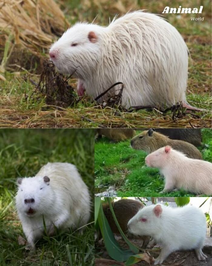 These 79 Unique And Cute Creatures Prove Nature Is Full Of Beautiful Surprises