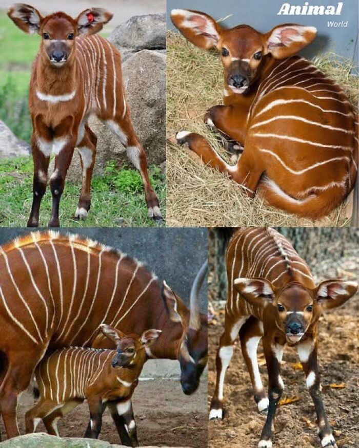 These 79 Unique And Cute Creatures Prove Nature Is Full Of Beautiful Surprises