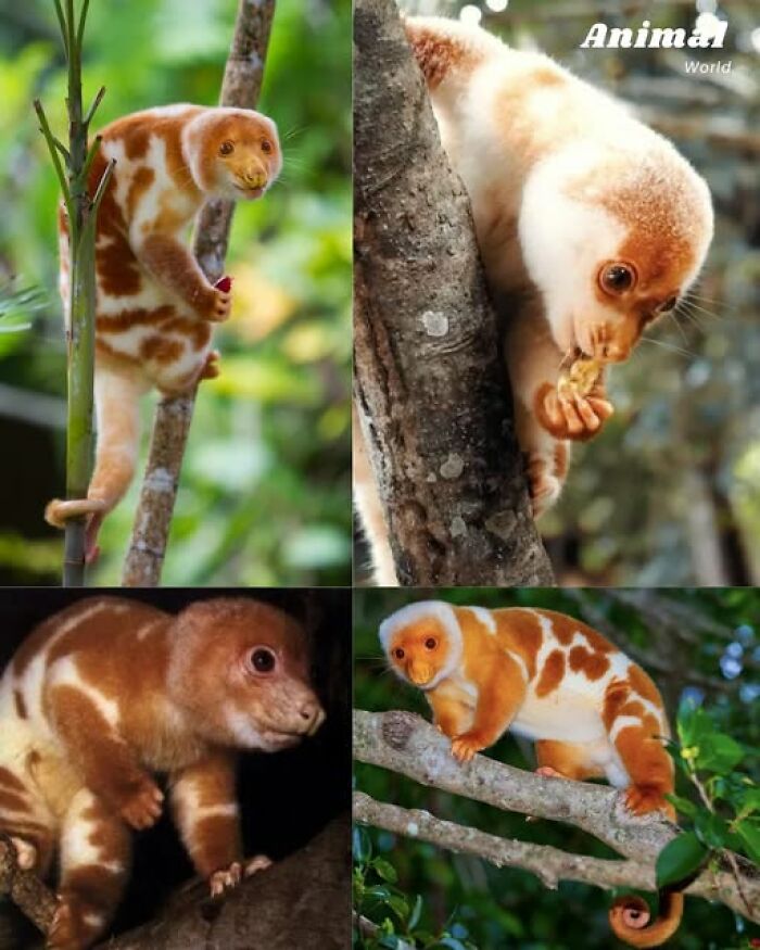 These 79 Unique And Cute Creatures Prove Nature Is Full Of Beautiful Surprises