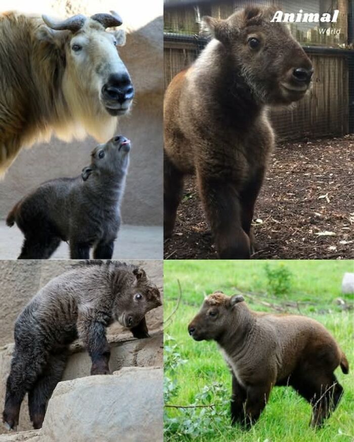 These 79 Unique And Cute Creatures Prove Nature Is Full Of Beautiful Surprises