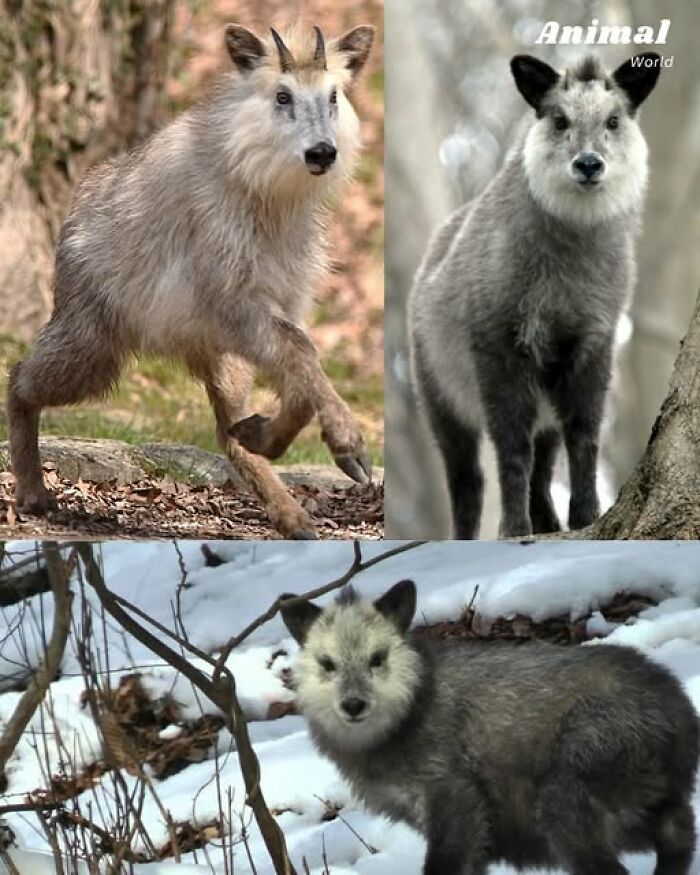 These 79 Unique And Cute Creatures Prove Nature Is Full Of Beautiful Surprises