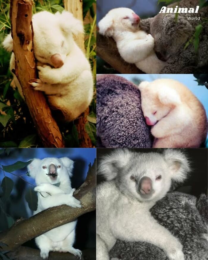 These 79 Unique And Cute Creatures Prove Nature Is Full Of Beautiful Surprises