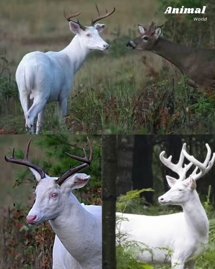 These 79 Unique And Cute Creatures Prove Nature Is Full Of Beautiful Surprises