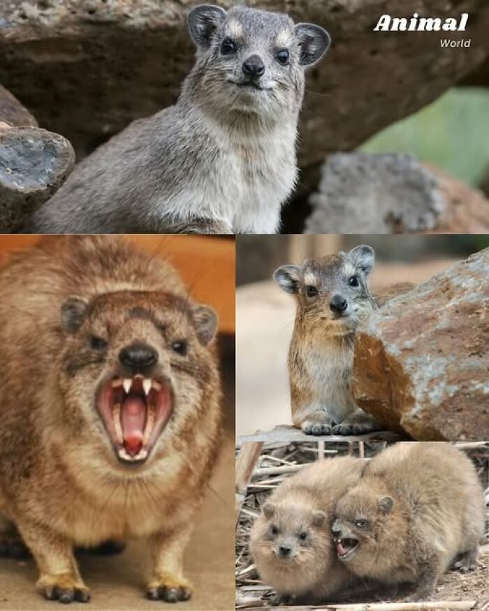 These 79 Unique And Cute Creatures Prove Nature Is Full Of Beautiful Surprises