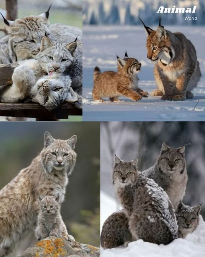 These 79 Unique And Cute Creatures Prove Nature Is Full Of Beautiful Surprises