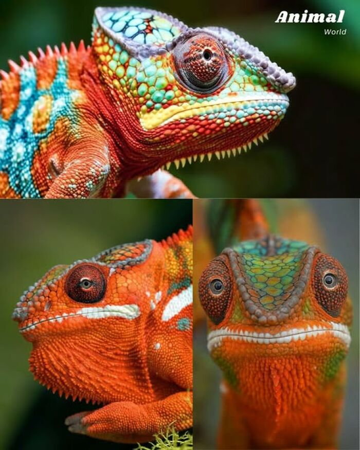 These 79 Unique And Cute Creatures Prove Nature Is Full Of Beautiful Surprises