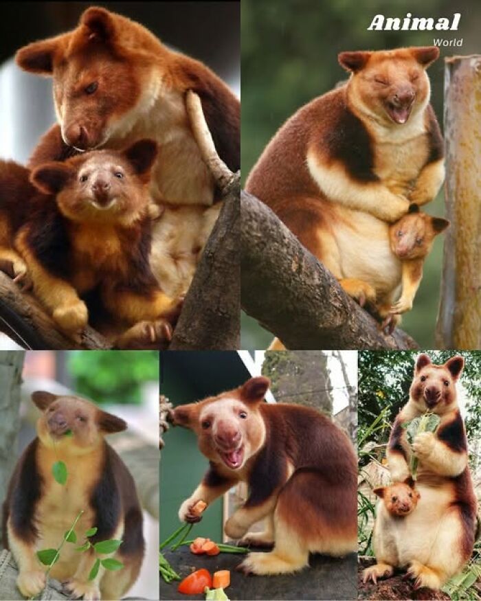 These 79 Unique And Cute Creatures Prove Nature Is Full Of Beautiful Surprises