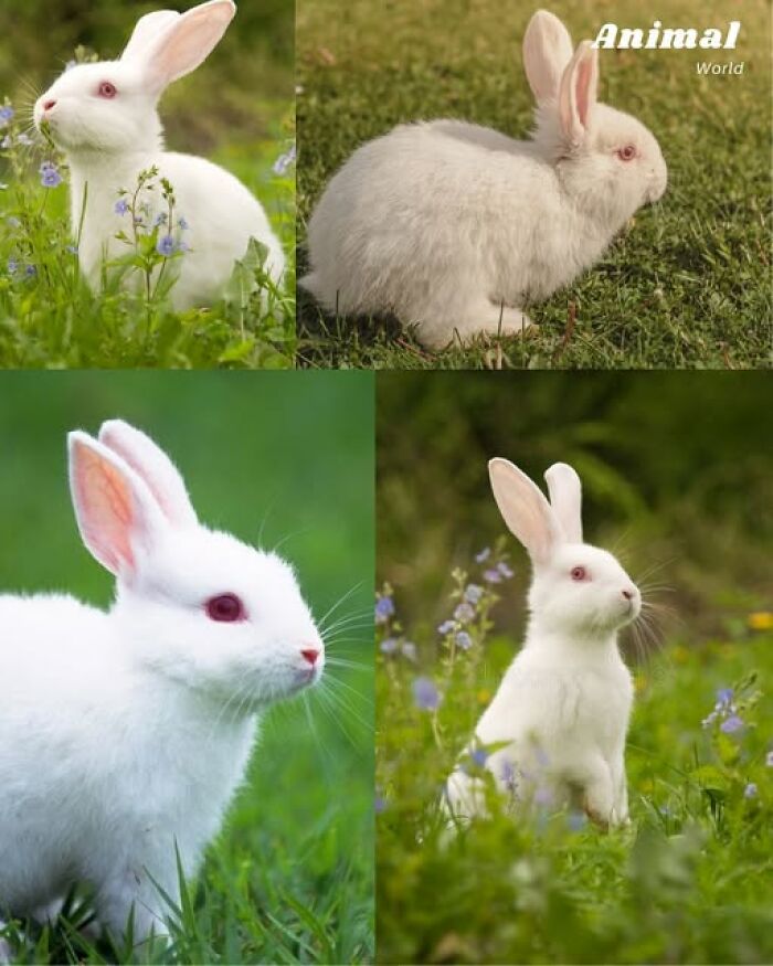 These 79 Unique And Cute Creatures Prove Nature Is Full Of Beautiful Surprises