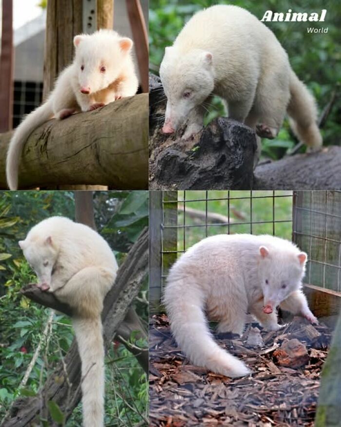 These 79 Unique And Cute Creatures Prove Nature Is Full Of Beautiful Surprises
