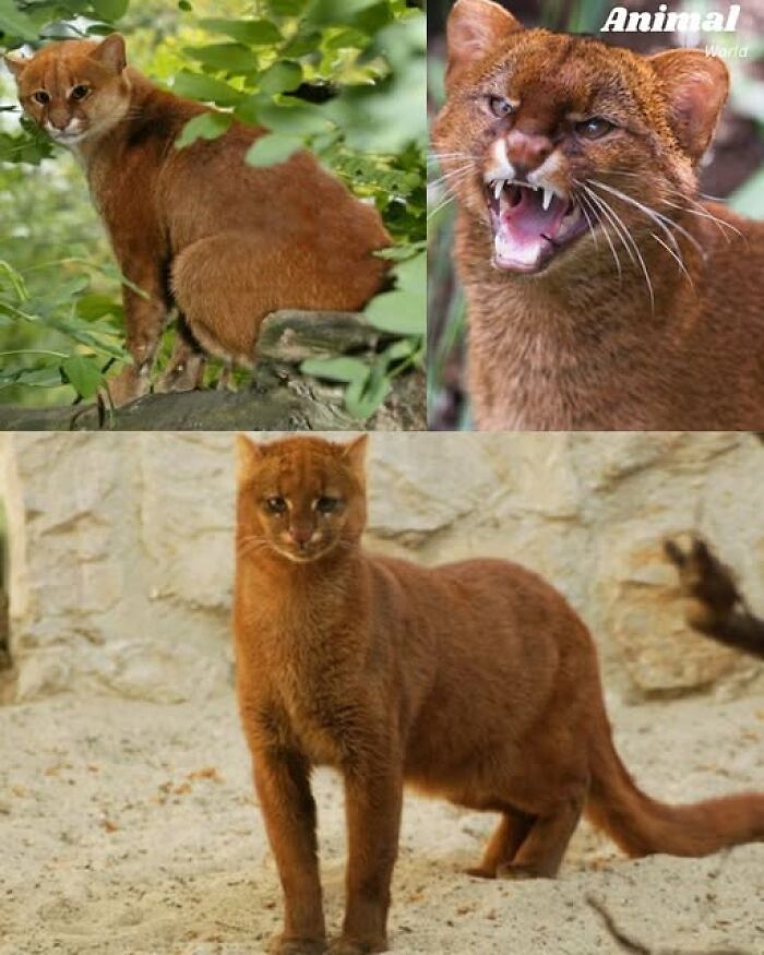 These 79 Unique And Cute Creatures Prove Nature Is Full Of Beautiful Surprises