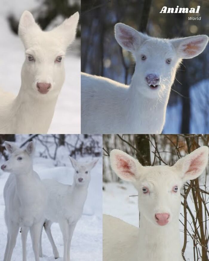 These 79 Unique And Cute Creatures Prove Nature Is Full Of Beautiful Surprises