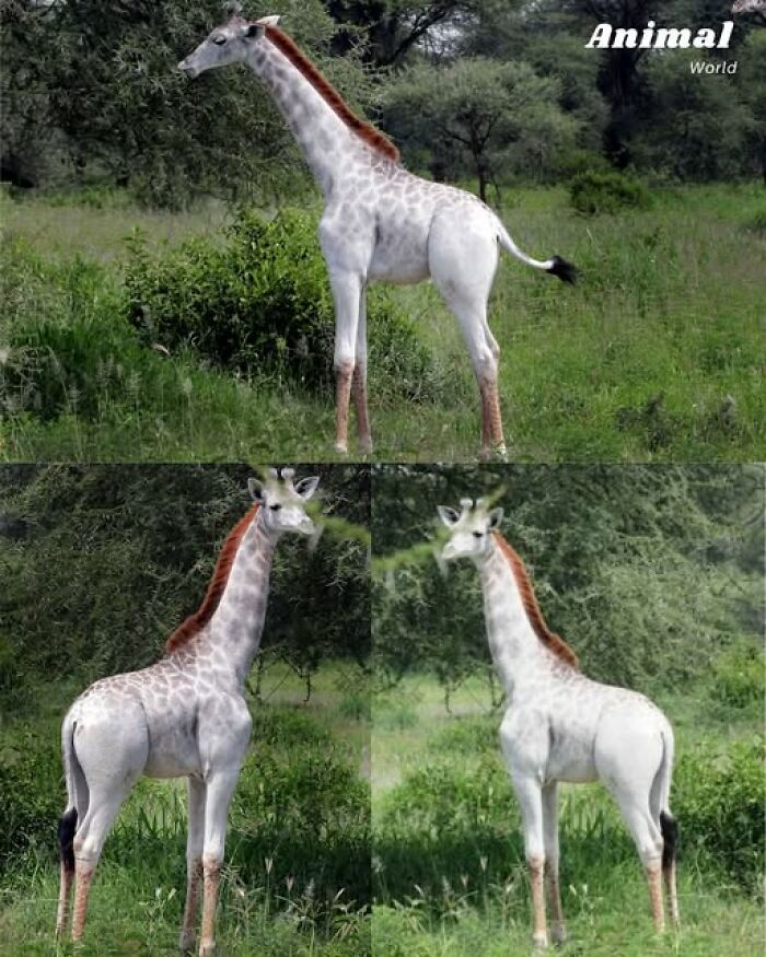These 79 Unique And Cute Creatures Prove Nature Is Full Of Beautiful Surprises