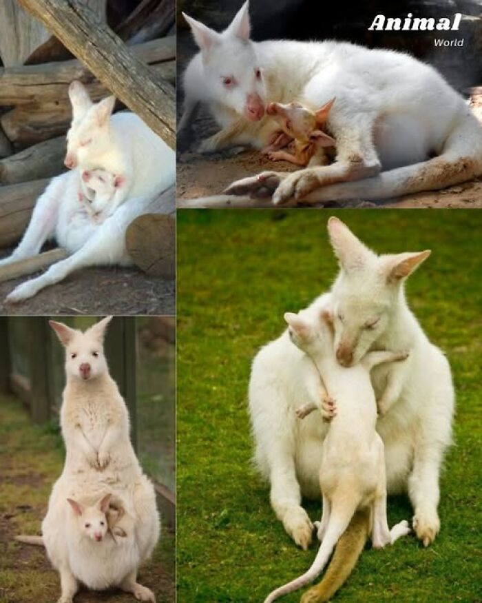 These 79 Unique And Cute Creatures Prove Nature Is Full Of Beautiful Surprises