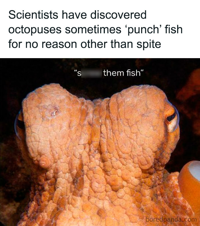 “Delusions Of Adequacy”: 52 Funny Posts That Are Both Brilliant And Completely Unhinged (New Pics)