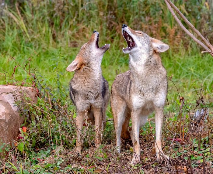 28 Of The Most Chilling True Stories About The Scariest Sounds Ever Heard By People At Night
