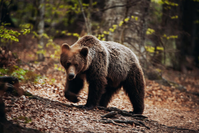 28 Of The Most Chilling True Stories About The Scariest Sounds Ever Heard By People At Night