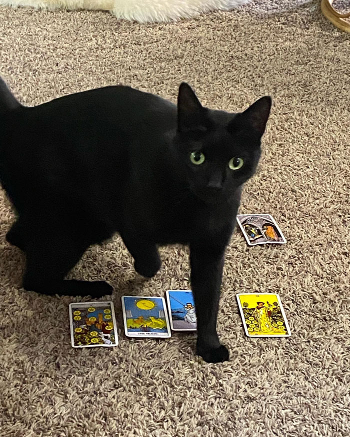 Woman Adopts Cat Who Was Returned Twice, Goes Viral After Learning His Incredible Hidden Talent