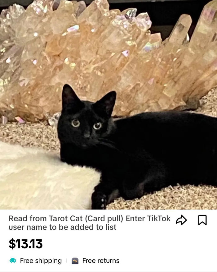 Woman Adopts Cat Who Was Returned Twice, Goes Viral After Learning His Incredible Hidden Talent