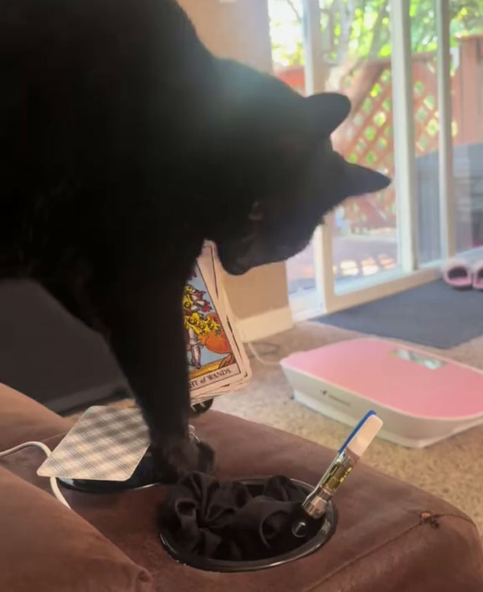 Woman Adopts Cat Who Was Returned Twice, Goes Viral After Learning His Incredible Hidden Talent