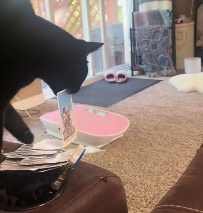 Woman Adopts Cat Who Was Returned Twice, Goes Viral After Learning His Incredible Hidden Talent