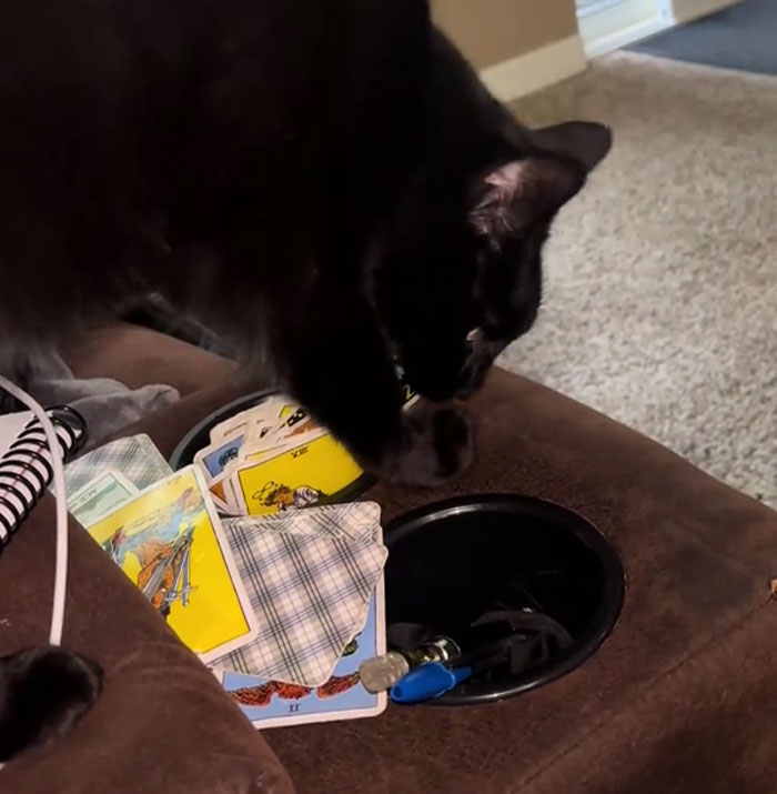 Woman Adopts Cat Who Was Returned Twice, Goes Viral After Learning His Incredible Hidden Talent