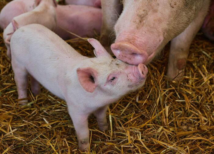 Man Develops ‘Pork Worms’ In His Brain After Common Bacon Habit