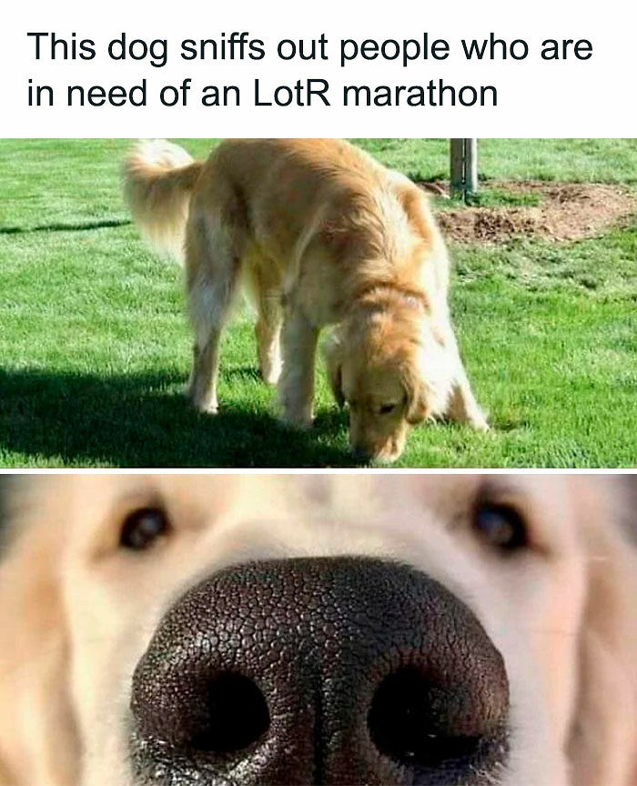 80 LOTR Memes Only True Fans May Appreciate