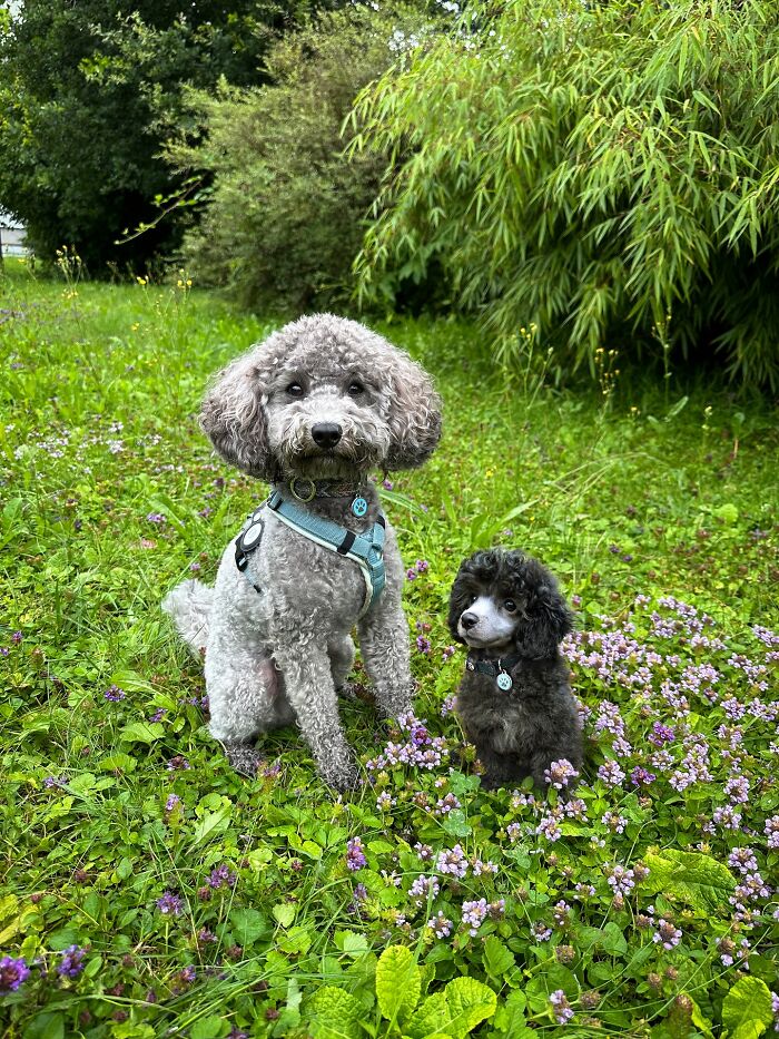 “Seeing Double Edits”: 34 Animals Meet Their Younger Selves In Adorable Photo Edits