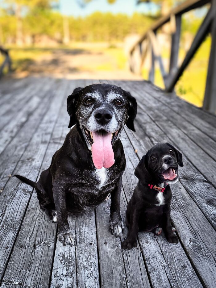 “Seeing Double Edits”: 34 Animals Meet Their Younger Selves In Adorable Photo Edits