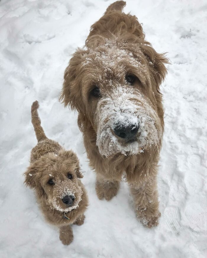 “Seeing Double Edits”: 34 Animals Meet Their Younger Selves In Adorable Photo Edits