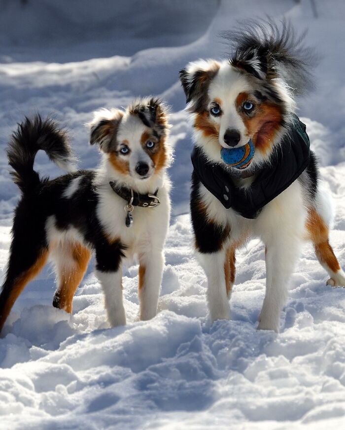 “Seeing Double Edits”: 34 Animals Meet Their Younger Selves In Adorable Photo Edits