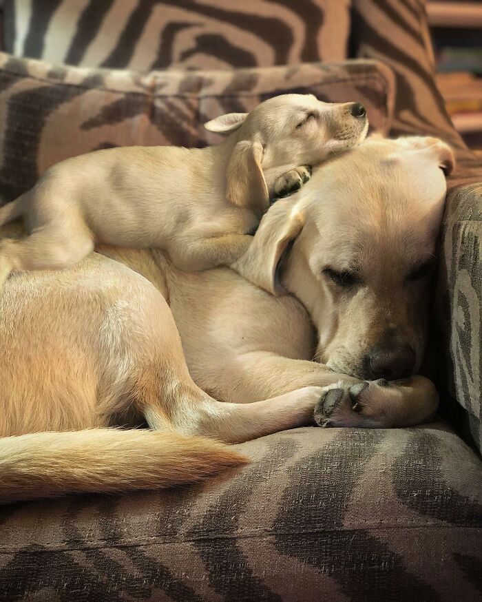 “Seeing Double Edits”: 34 Animals Meet Their Younger Selves In Adorable Photo Edits
