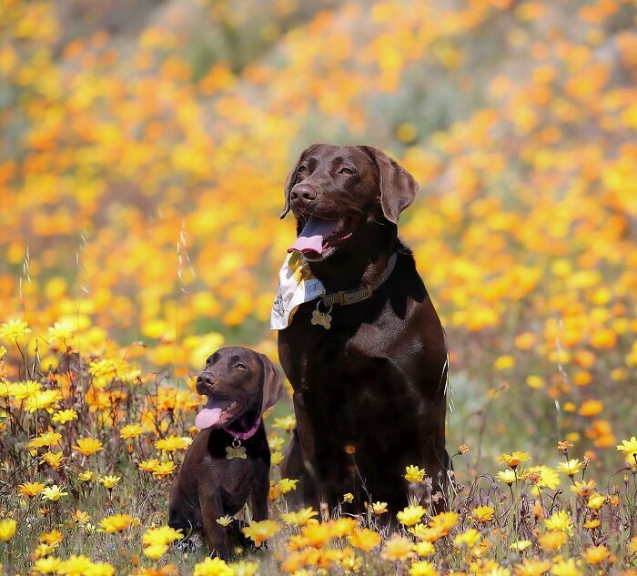 “Seeing Double Edits”: 34 Animals Meet Their Younger Selves In Adorable Photo Edits