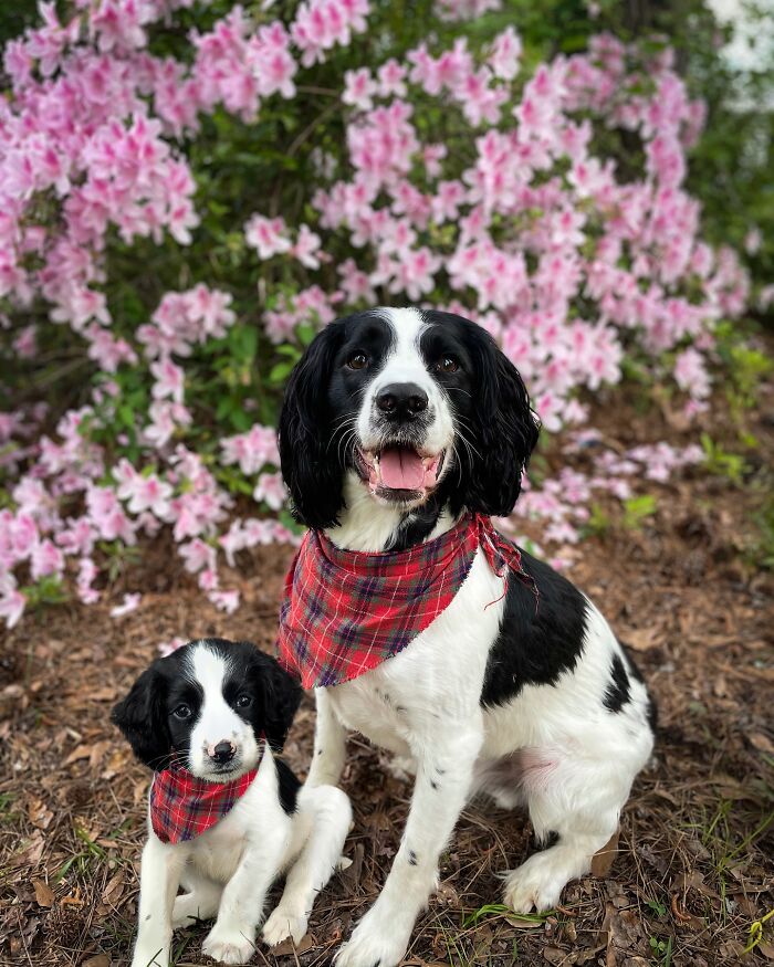 “Seeing Double Edits”: 34 Animals Meet Their Younger Selves In Adorable Photo Edits