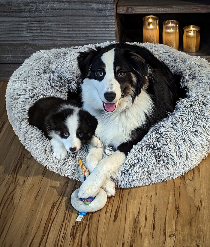 “Seeing Double Edits”: 34 Animals Meet Their Younger Selves In Adorable Photo Edits