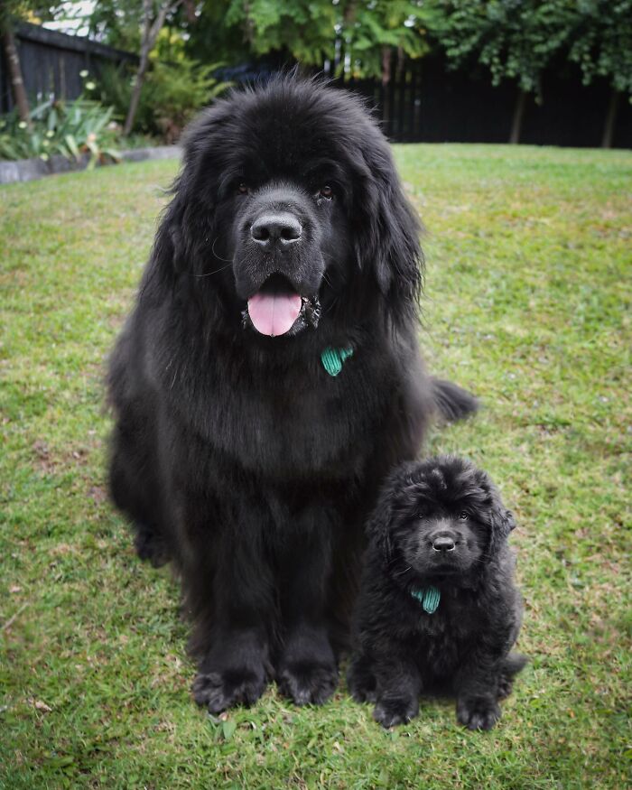 “Seeing Double Edits”: 34 Animals Meet Their Younger Selves In Adorable Photo Edits