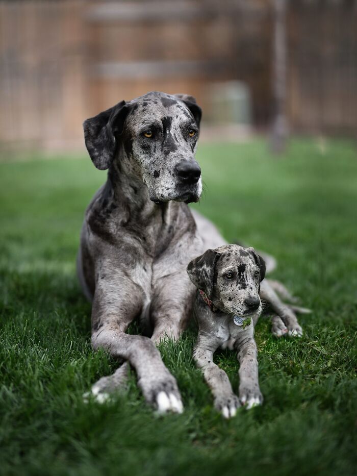 “Seeing Double Edits”: 34 Animals Meet Their Younger Selves In Adorable Photo Edits
