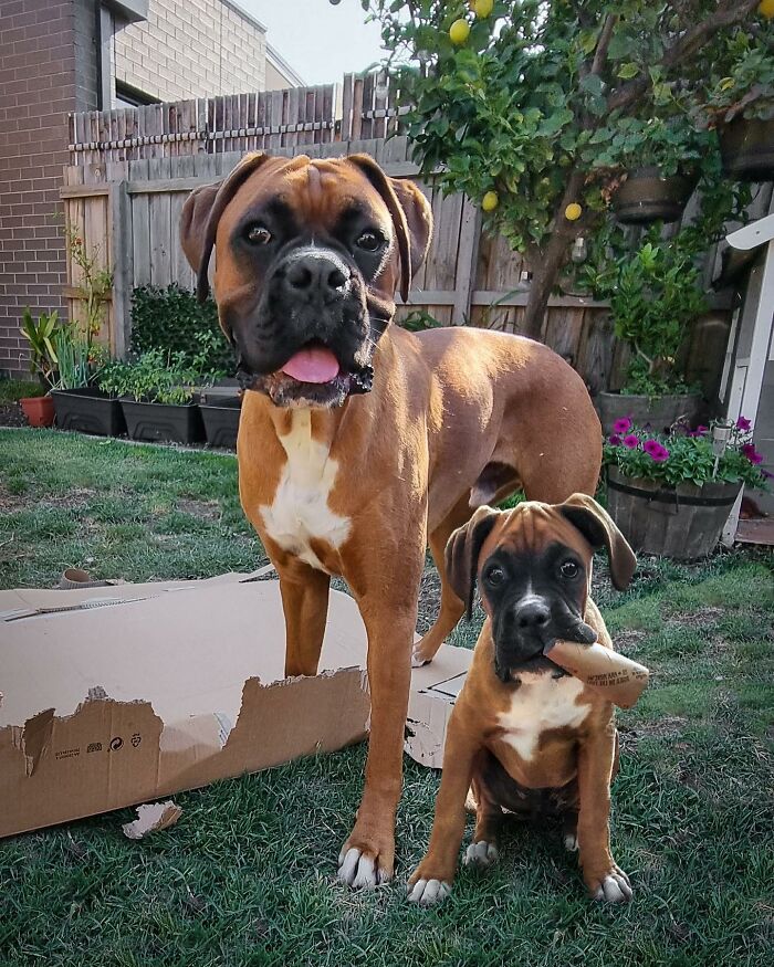 “Seeing Double Edits”: 34 Animals Meet Their Younger Selves In Adorable Photo Edits