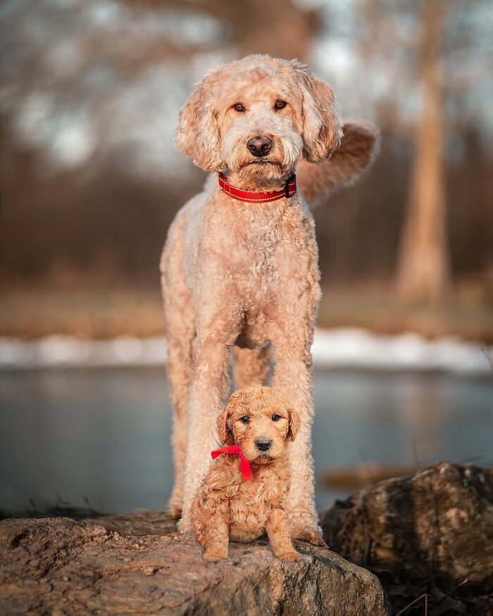 “Seeing Double Edits”: 34 Animals Meet Their Younger Selves In Adorable Photo Edits